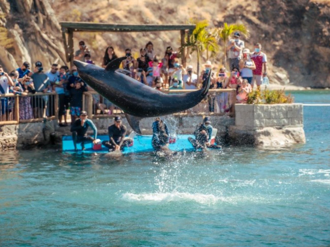 Acuario Show de Delfines Playa Blanca Santa Marta