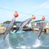 Combo de Actividades #13: Minca, Pozo Azul, Taganga y Playa Grande + Bahía Concha Parque Tayrona + Fiesta Blanca en Katamarán + Acuario con Show de Delfines y Playa Blanca + City Tour en Santa Marta (5 Tours)