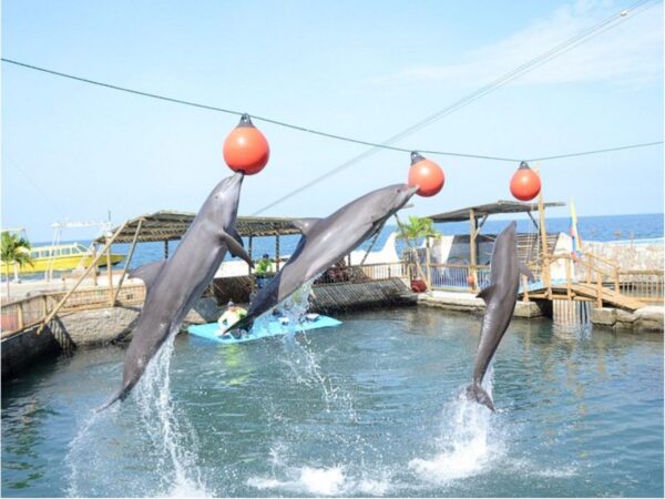 Combo de Actividades #13: Minca, Pozo Azul, Taganga y Playa Grande + Bahía Concha Parque Tayrona + Fiesta Blanca en Katamarán + Acuario con Show de Delfines y Playa Blanca + City Tour en Santa Marta (5 Tours)