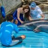 Combo de Actividades #13: Minca, Pozo Azul, Taganga y Playa Grande + Bahía Concha Parque Tayrona + Fiesta Blanca en Katamarán + Acuario con Show de Delfines y Playa Blanca + City Tour en Santa Marta (5 Tours)