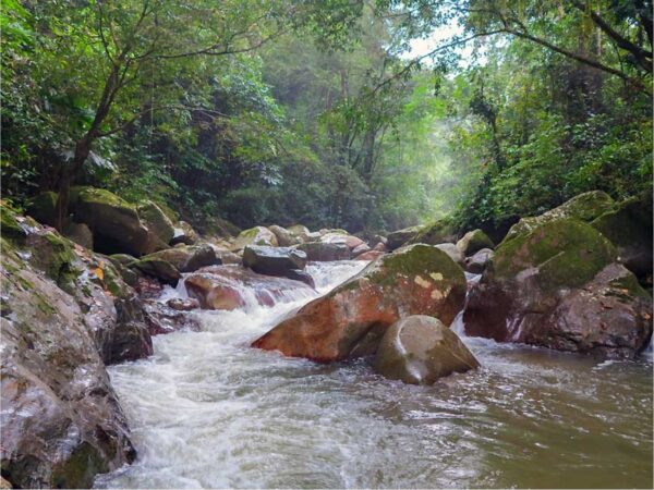 Combo de Actividades #15: Buceo + Pasadía en Minca: Cascadas, Miradores y Taller de Café y Cacao en la Sierra Nevada (2 Tours)