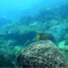Combo de Actividades #15: Buceo + Pasadía en Minca: Cascadas, Miradores y Taller de Café y Cacao en la Sierra Nevada (2 Tours)