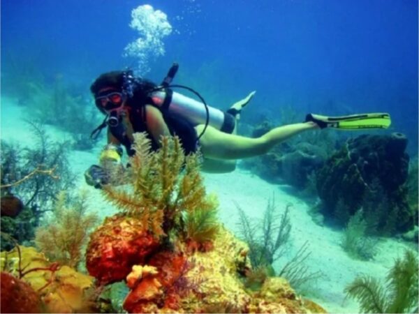 Combo de Actividades #15: Buceo + Pasadía en Minca: Cascadas, Miradores y Taller de Café y Cacao en la Sierra Nevada (2 Tours)