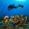 Combo de Actividades #14: Tour VIP a Acuario, Haynes Cay, Johnny Cay, Manglares + Semisubmarino en San Andrés Islas (2 Tours)