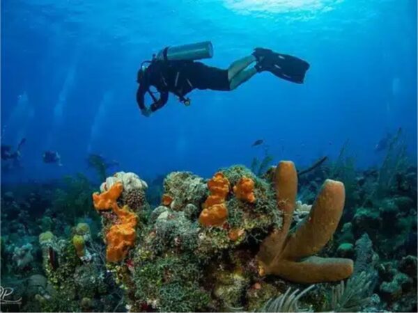 Combo de Actividades #14: Tour VIP a Acuario, Haynes Cay, Johnny Cay, Manglares + Semisubmarino en San Andrés Islas (2 Tours)
