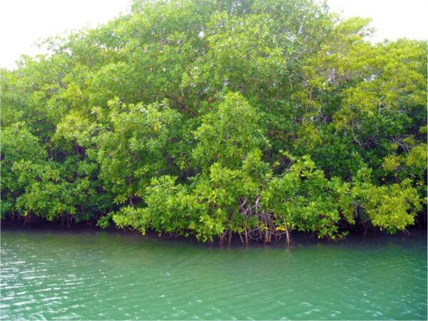 Combo de Actividades #6: Tour Bahía en Pontón + Parasail en San Andrés Islas (2 Tours)