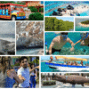 Combo de Actividades #4: Tour VIP a Acuario, Haynes Cay, Johnny Cay, Manglares + Vuelta a la Isla en Chiva San Andrés (2 Tours)