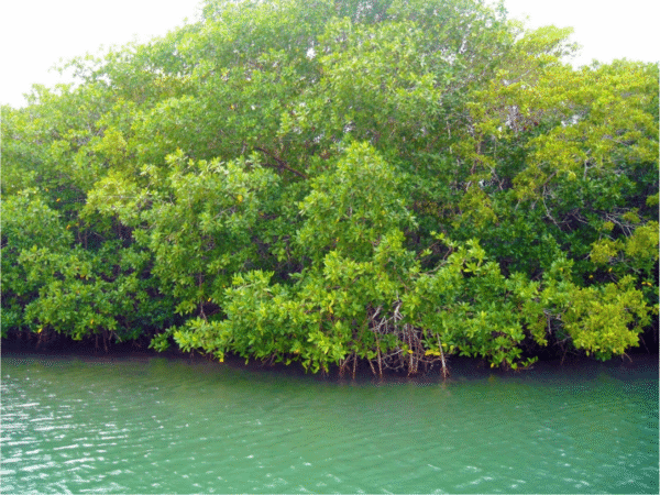 Tour en Pontón 2x1 en San Andrés Islas