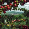 Colombia Total: Explora Bogotá, Eje Cafetero, Medellín, Cartagena y Santa Marta