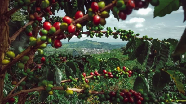 Colombia Total: Explora Bogotá, Eje Cafetero, Medellín, Cartagena y Santa Marta