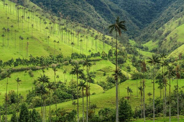 Colombia Total: Explora Bogotá, Eje Cafetero, Medellín, Cartagena y Santa Marta