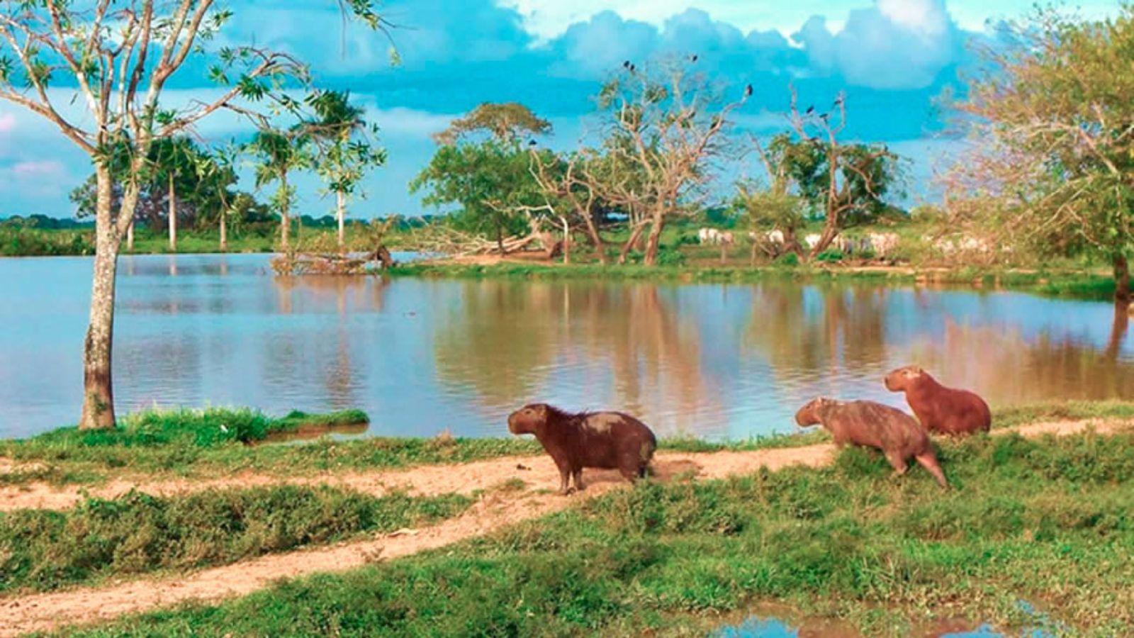 Regreso desde el Meta a Bogotá - Aventura en el Meta