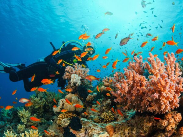 San Andrés Total Experience: Pontón Privado, Buceo y Parasail (4D/3N)