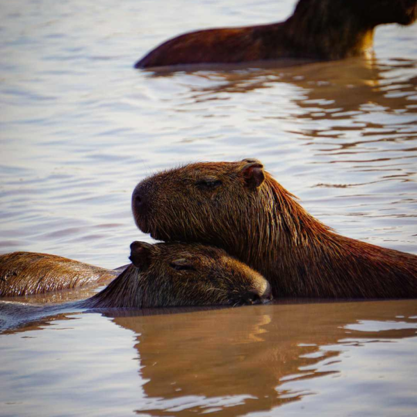 Tour Safari llanero 3 días