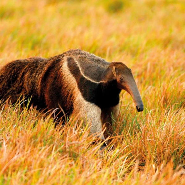 Tour Safari llanero 3 días