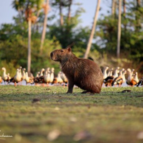Tour Safari llanero 3 días