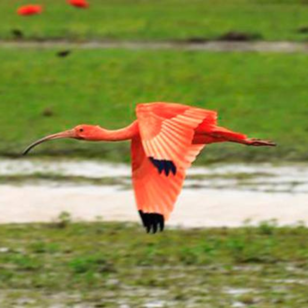Tour Safari llanero 3 días