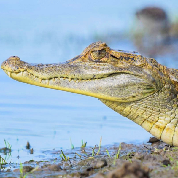 Tour Safari llanero 3 días