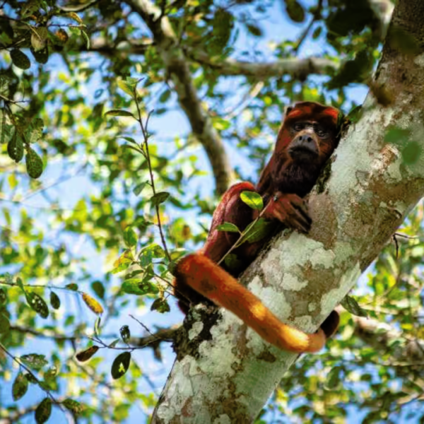 Tour Safari llanero 3 días