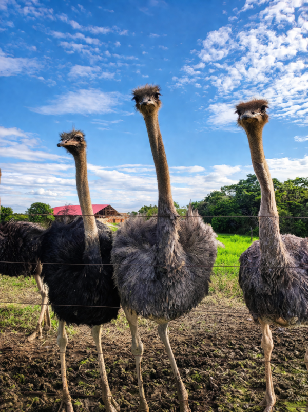 Tour Aventura en el Meta 4 días