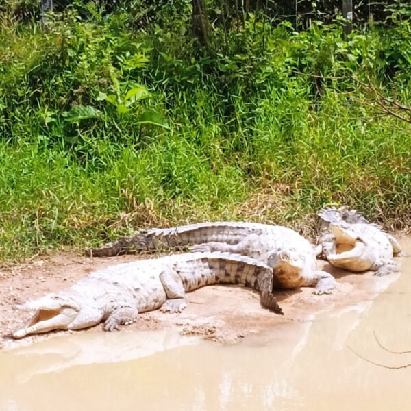 Tour Aventura en el Meta 4 días