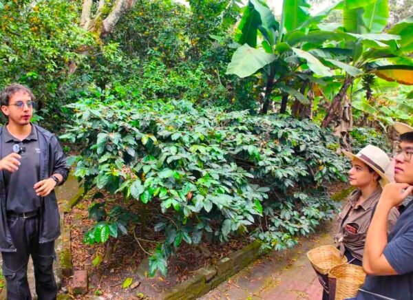 Tour del Café en Hacienda Cafetera