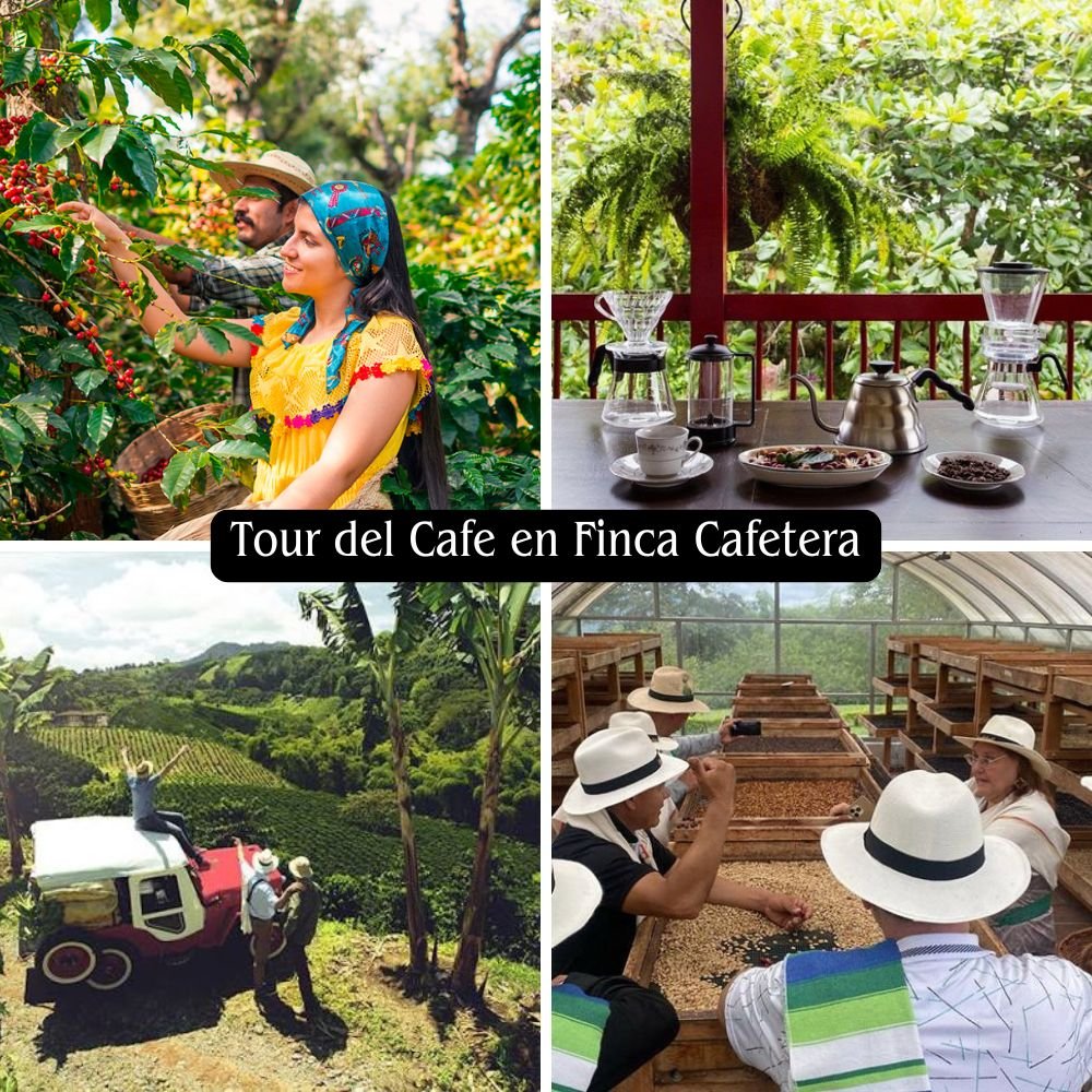 Experiencia privada en finca cafetera